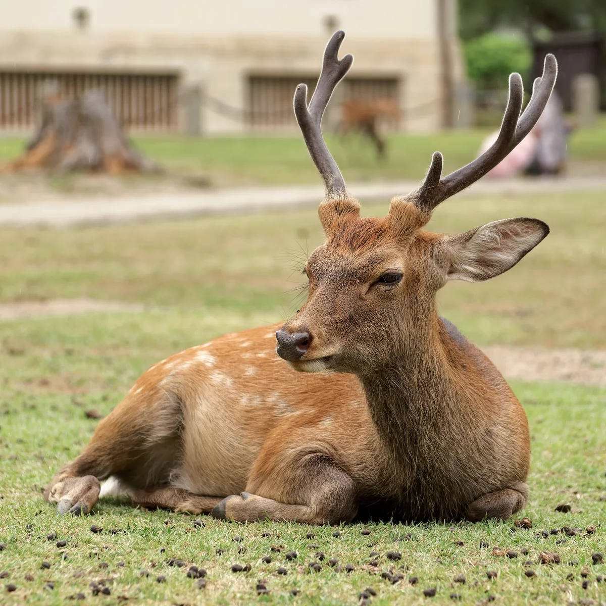 A resting sika deer with velvet antlers in Nara, Japan
